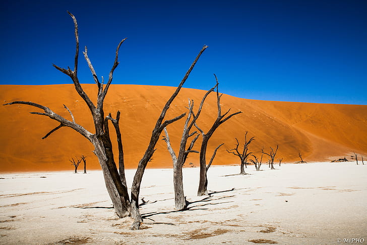 withered trees on brown soil under blue sky, Dead vlei, Namib  desert, HD wallpaper