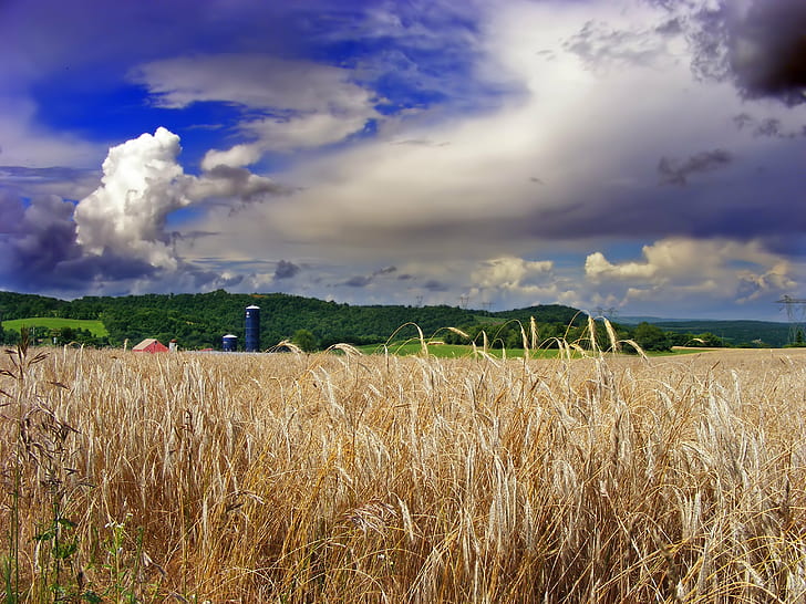 field of grains under cloudy sky, Unsettled, Pennsylvania, Northampton County, HD wallpaper