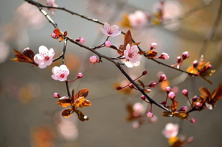 macro, blossoms, HD wallpaper