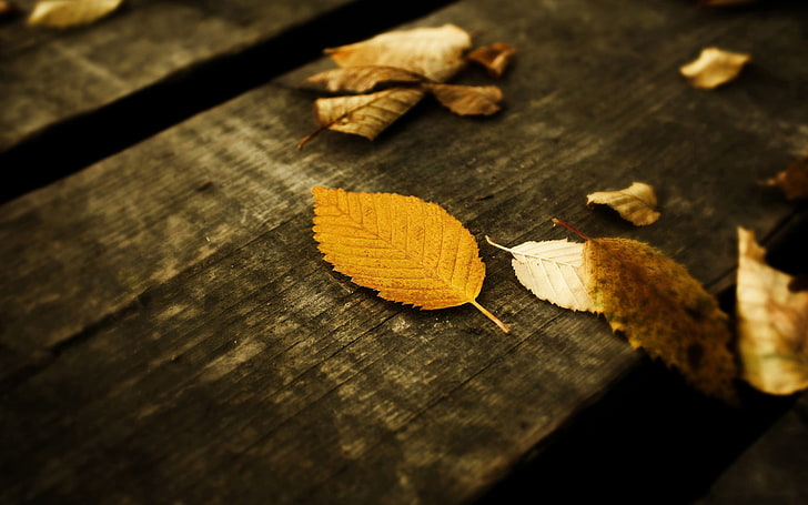 brown leaf on brown wooden surface, fall, leaves, wood - material, HD wallpaper
