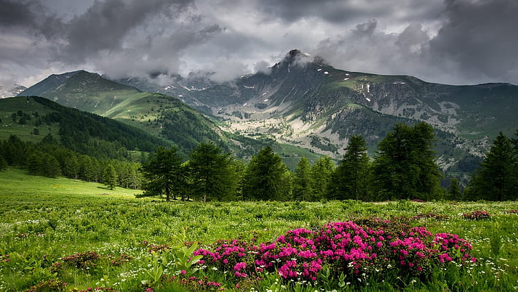 highland, wildflowers, mountain, meadow, cloudy, rain clouds, HD wallpaper