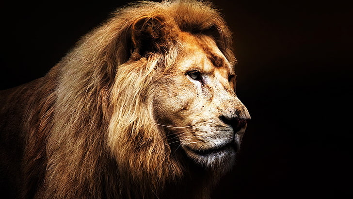 picture of a lion head, animal, mammal, animal themes, one animal