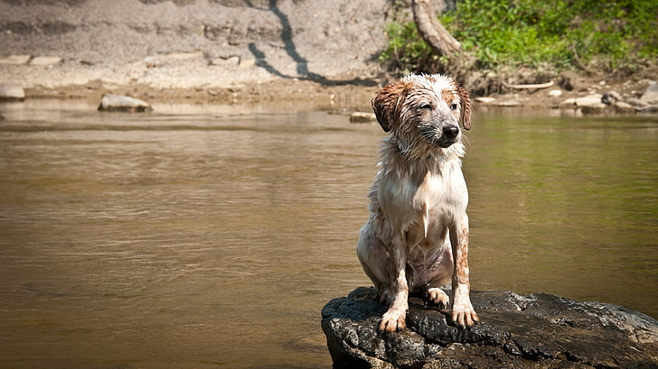 long-coated white-and-brown dog, river, Australian Shepherd, wet