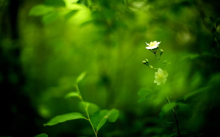 HD wallpaper: greens, white, flower, blur, plant, beauty in nature,  flowering plant | Wallpaper Flare