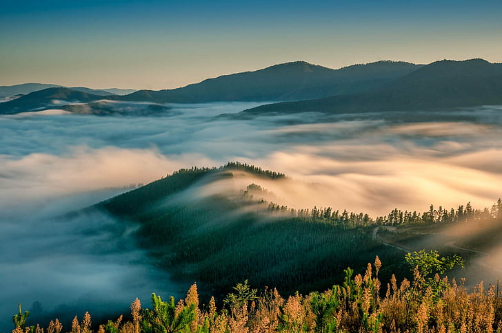 fog covered mountain, parrot, parrot, Peak, jpg, Australia, Buckland Valley