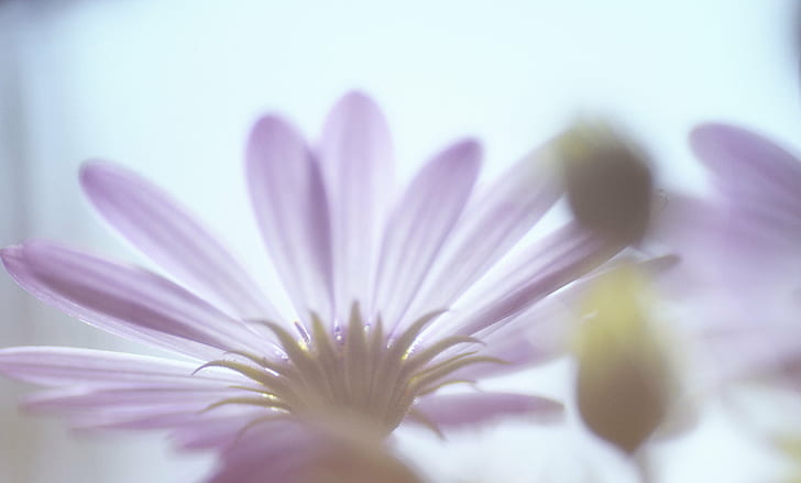 selective focus photography of purple Osteospermum flower, nature, HD wallpaper