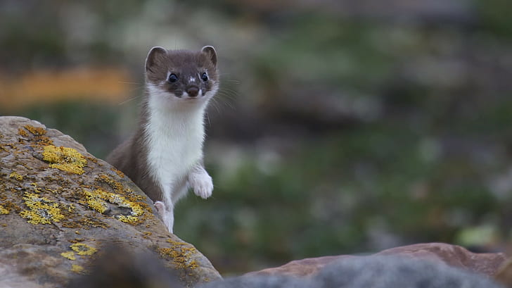 Weasel, brown and white 4 legged animal, ferret, muzzle, Nature