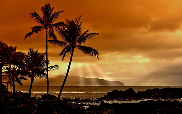beach, sunset, landscape, palm trees, sea, sky, sunlight, water, HD wallpaper