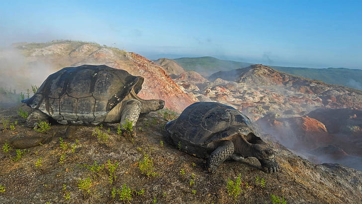 Ecuador, The Galapagos Islands, giant turtle, the volcano Alcedo, HD wallpaper