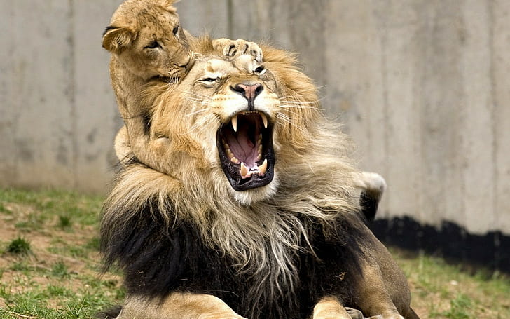 lion, HD wallpaper