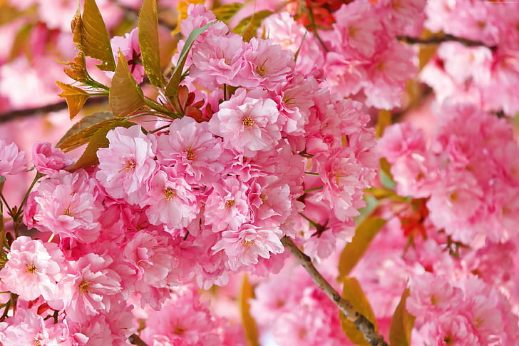 4k, sakura, pink, cherry blossom, spring, flowers