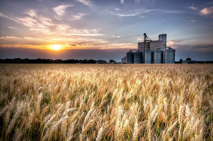 Wheat farm, wheat, Sumner  County, Train Tracks, agriculture, HD wallpaper