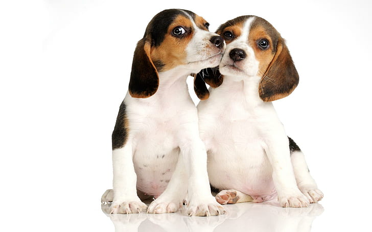 Beagles In Love, puppy, loyal, animal, kiss, animals, HD wallpaper