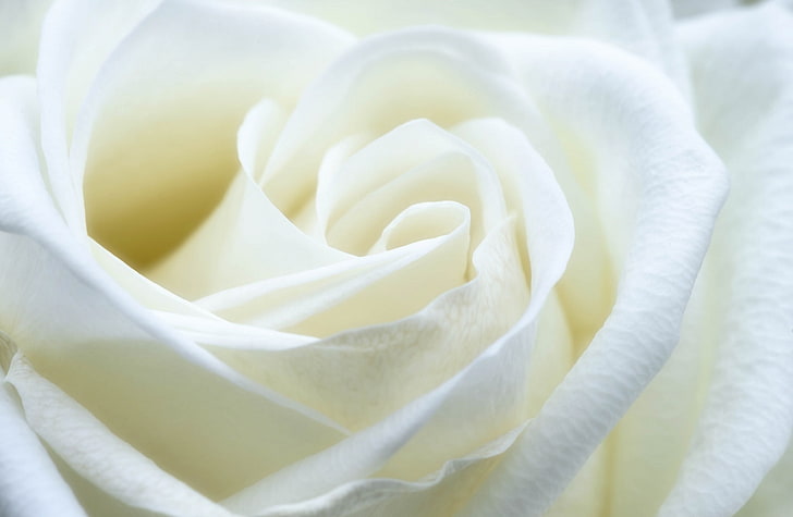 Hd Wallpaper White Rose Aero Flower Love Macro Close Symbol Flare - White Rose Images Wallpaper