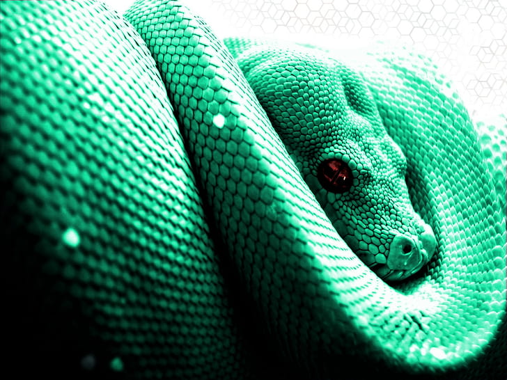 animals, snake, python, HD wallpaper