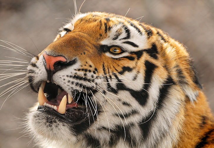 adult brown tiger, evil, far East, The Amur tiger, Ussuri, Panthera tigris altaica, HD wallpaper