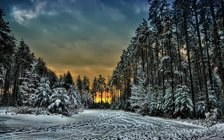Canada, Ontario, forest, winter, snow, Trails, trees, Sunset