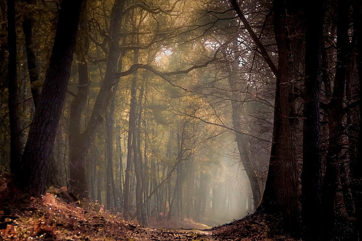 brown trees, nature, landscape, spring, forest, path, mist, morning