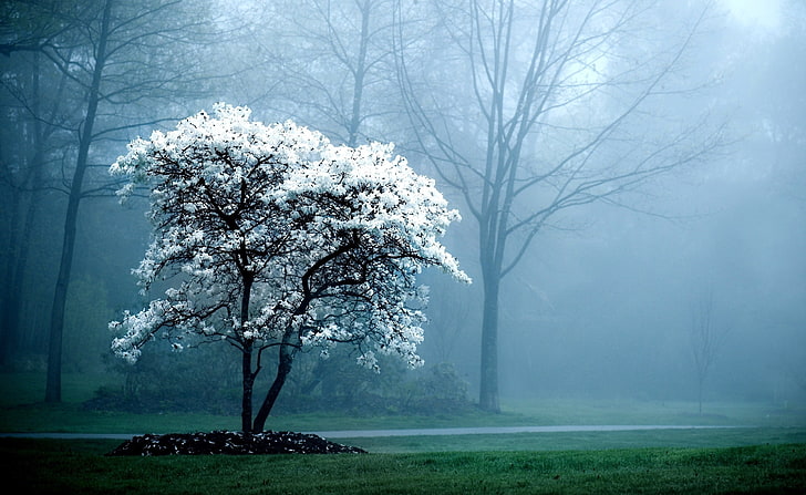 White Magnolia Tree, white flowering tree, Seasons, Spring, fog, HD wallpaper