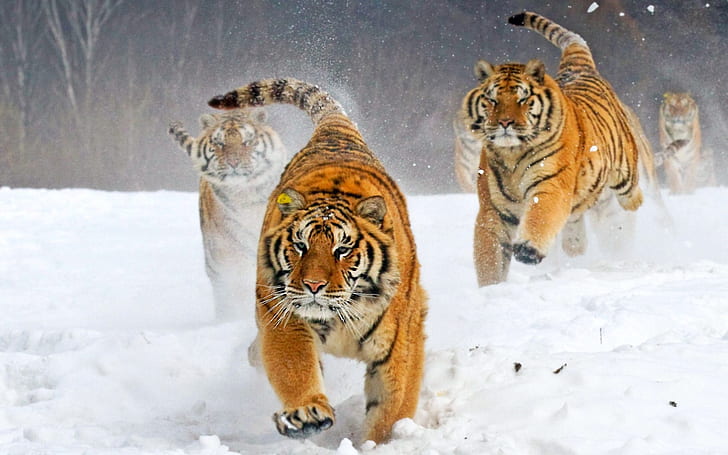 Siberian tiger, big cats, snow, animals, HD wallpaper