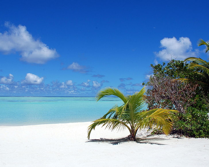 sea, palm trees, beach, sky, land, water, scenics - nature, HD wallpaper