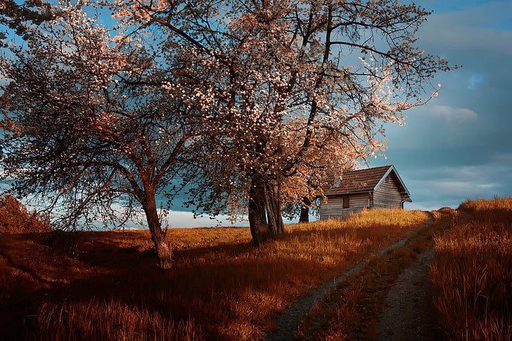 road, trees, house, spring, flowering, cottage, Amir Bajrich, HD wallpaper