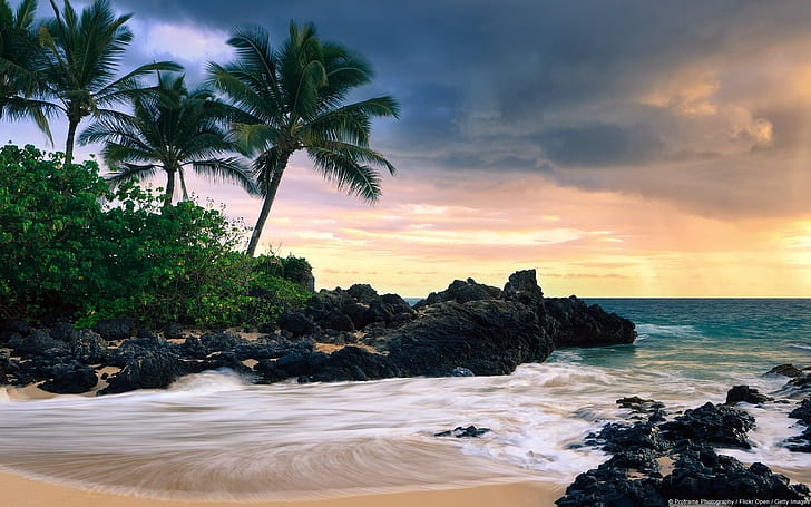 nature, landscape, beach, palm trees, HD wallpaper