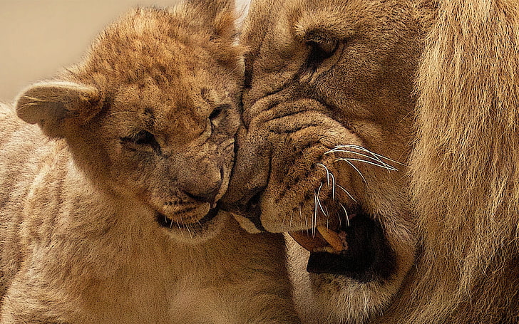 adult lion with cub, baby animals, animal themes, mammal, animal wildlife