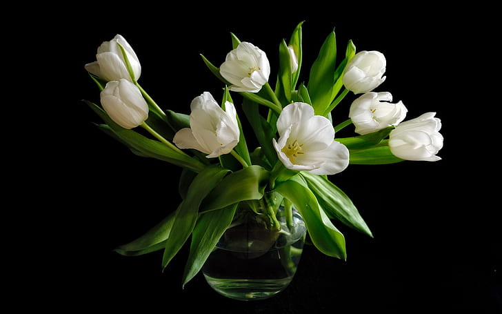 Vase, white tulip flowers, black background