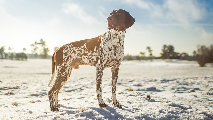 german shorthaired pointer dog picture, one animal, mammal