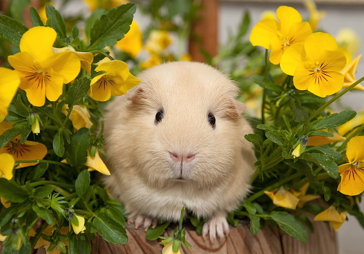 white hamster, pansy, guinea pigs, flowers, rabbit - Animal, pets, HD wallpaper