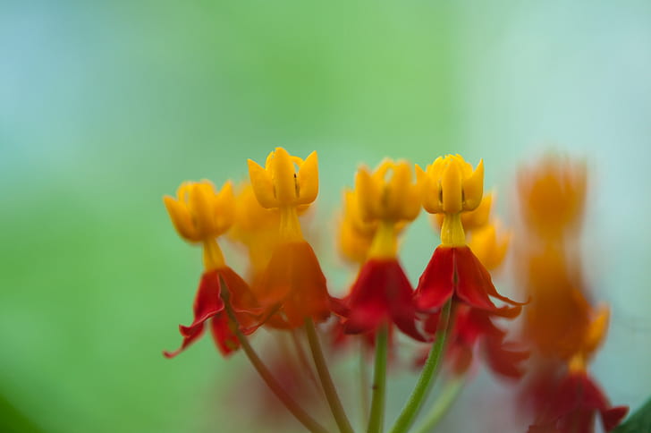 yellow and red flowers, asclepias curassavica, tokyo, asclepias curassavica, tokyo, HD wallpaper