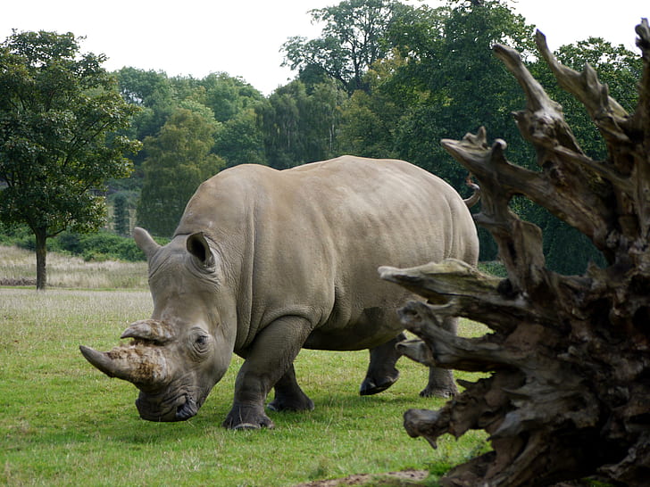 White Rhino, brown hippopotamus, horn, woburn, grazing, HD wallpaper