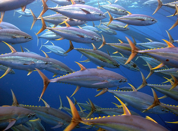 fish, fishes, ocean, sea, Tuna, underwater, animals in the wild, HD wallpaper