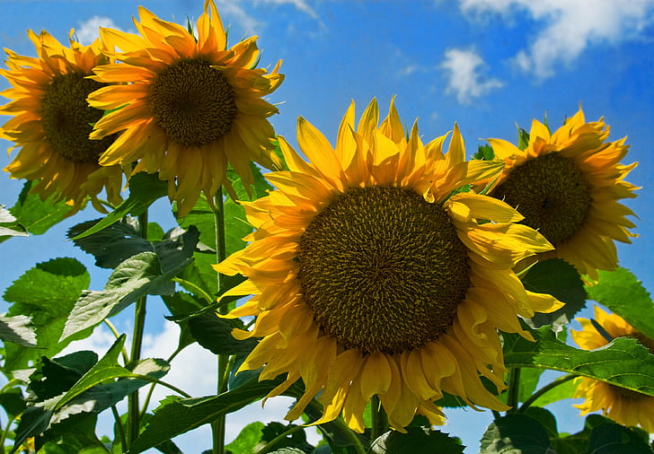 low angle photography of four yellow sunflowers, sunflowers, yellow  blue