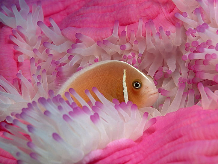 sea anemones, fish, animals, HD wallpaper