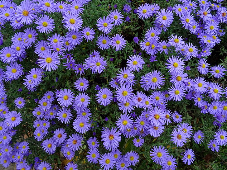 lavender flowers, asters, flower bed, nature, backgrounds, vector, HD wallpaper