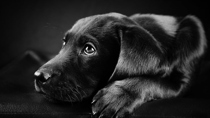 black Labrador retriever puppy, dog, animals, puppies, closeup