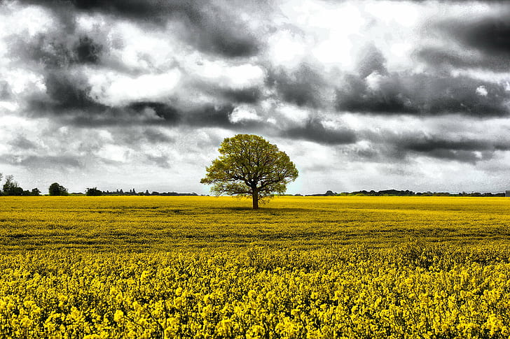 tree in middle of grass field, nature, agriculture, rural Scene