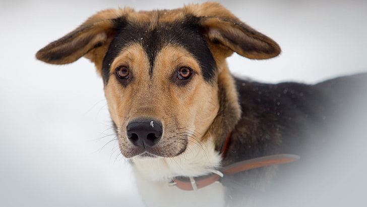 animals, hound, hunting dog, foxhound, beagle, english foxhound, HD wallpaper
