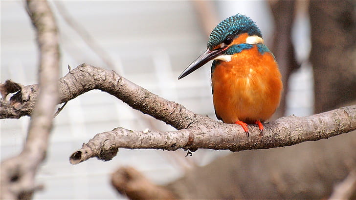 wildlife photography of orange wood pecker on tree branch, winter, HD wallpaper
