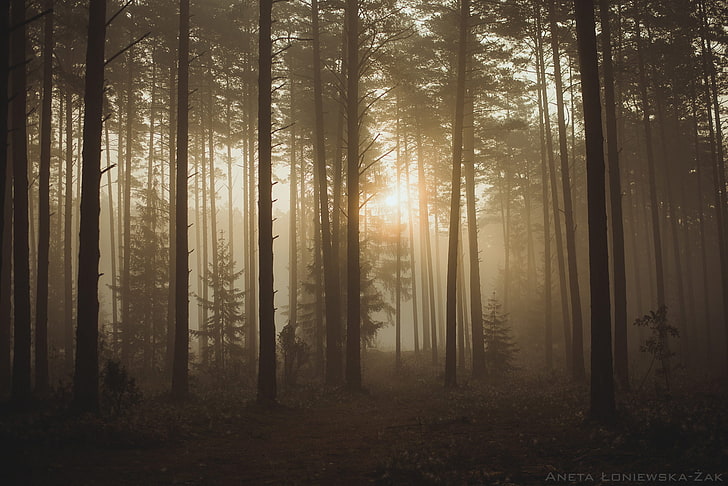 trees, forest, nature, mist, sunlight, pine trees, silhouette, HD wallpaper
