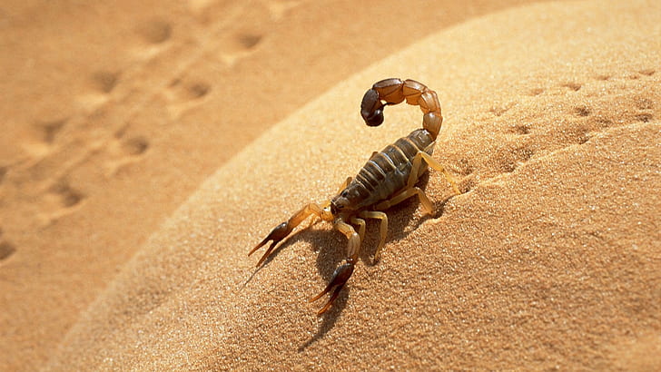 Scorpion in the desert, HD wallpaper