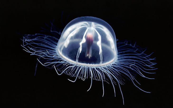 Deep Sea Jellyfish HD, blue jellyfish, animals