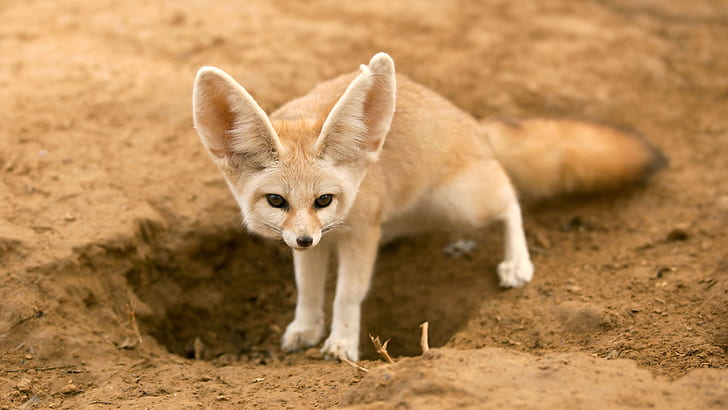 Animal, Fennec Fox, Wildlife