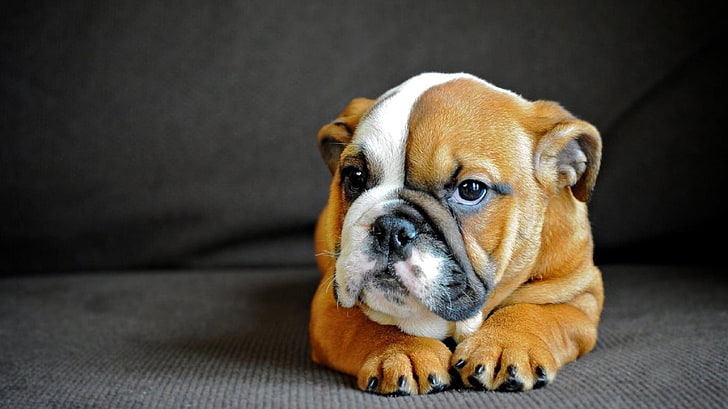 4,400+ Happy English Bulldog Stock Photos, Pictures & Royalty-Free Images -  iStock