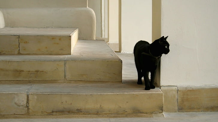 black cats, animals, stairway, stairs, HD wallpaper
