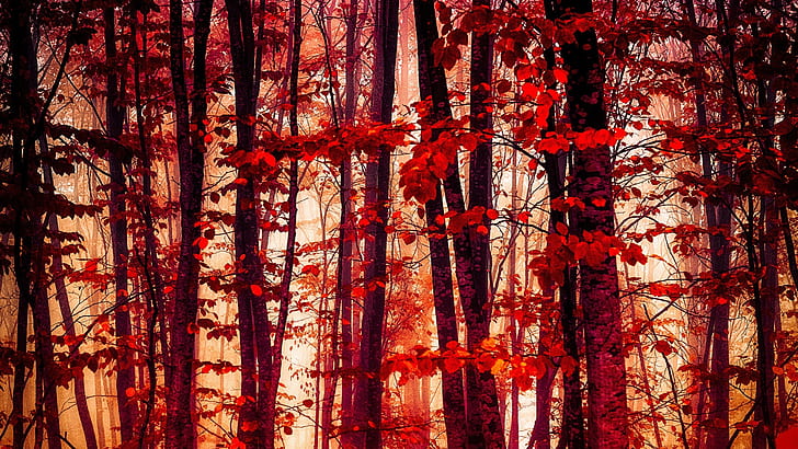 Forest, trees, red leaves, autumn