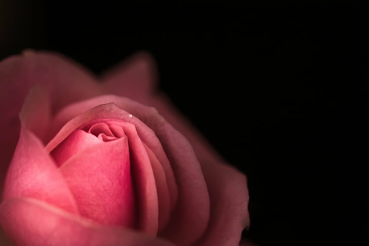macro photography of pink rose, flower, flower, HMM, Close-up