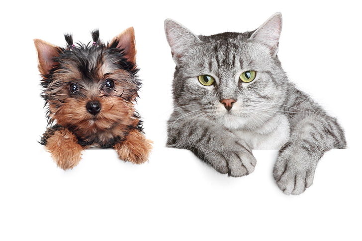 brown Yorkshire terrier and silver tabby cat, dog, poster, friendship